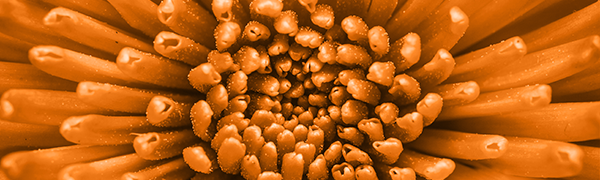 an orange flower up-close