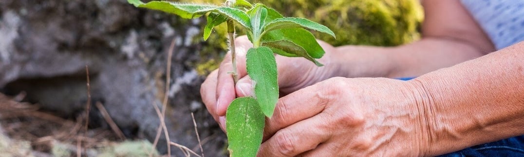 elderly hands holding a plant near the ground